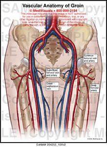 Vascular Anatomy Of Groin Medical Illustration Medivisuals