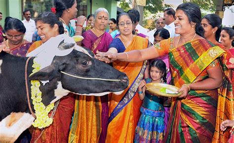 Tamil Nadu Celebrates Pongal With Fervour