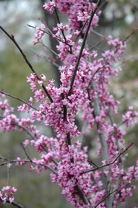 Forest Pansy Redbud Cercis Canadensis Forest Pansy In Wilmette