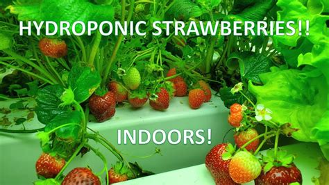 Indoor Hydroponic Strawberries Lots Of Berries