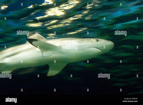 Blacktip Reef Shark Carcharhinus Melanopterus Underwater Vancouver