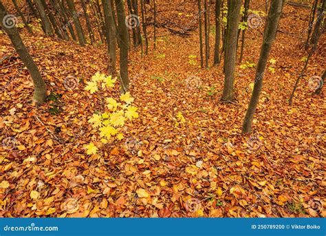 Autumn Forest Landscape With Autumn Fallen Leaves Stock Photo Image