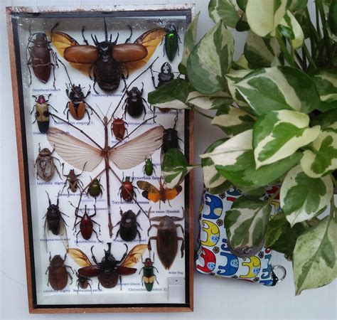 Real Rare Stick Insect Insects Bug Collection Bugs Box Display