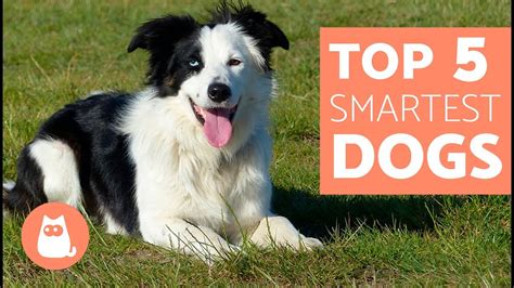 The Top 10 Smartest Dog Breeds Pethelpful Vlrengbr