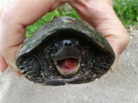 Laughing Turtle Turtle Wildlife Laugh