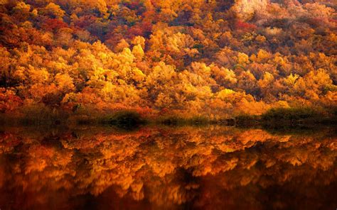 Nature Landscape Fall Forest Lake Reflection Yellow Amber Trees