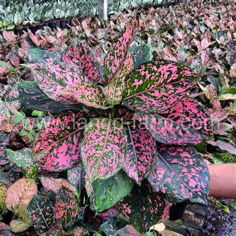 Aglaonema Chinese Evergreen Names Pink Dalmatain In Our Farms