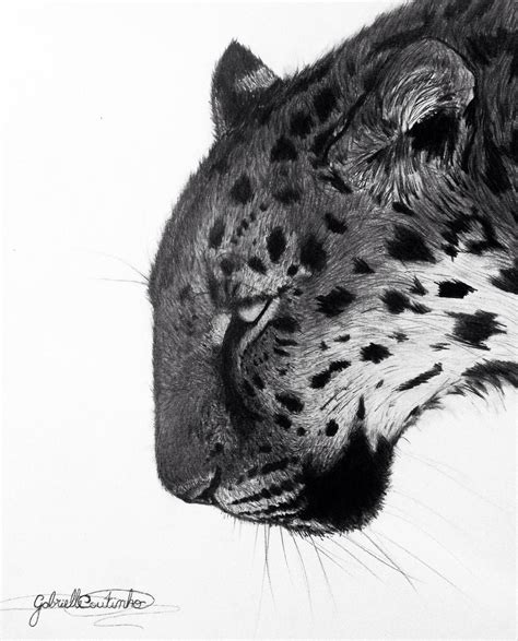 Amur Leopard By Gabriellec Drawings On Deviantart