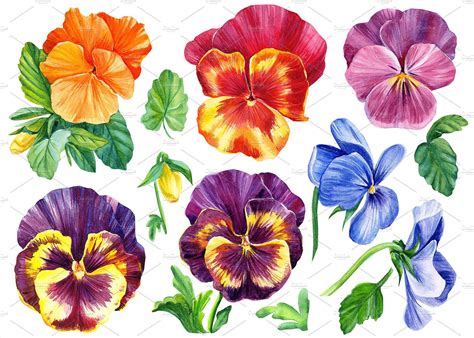 Colored pansies flowers | Pansies flowers, Pansies, Flower sketches