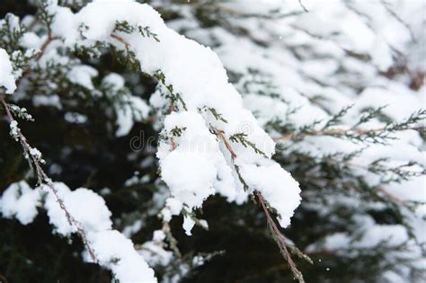 Spruce Branches Are Covered With Snow Beautiful Winter Nature In