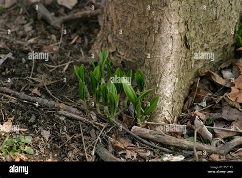 Early Spring Plants Emerging From The Ground Stock Photo Alamy