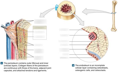 The Periosteum And Endosteum Diagram Quizlet
