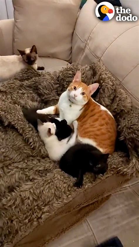 Cat Cares For His New Sisters Kittens After She Gives Birth Porch