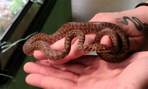 Antaresia Childreni Childrens Python Male 1 Childrens P