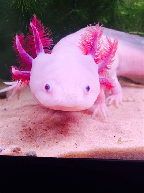 My Baby!! ️ ️ ️ ️ ️ ️ | Axolotl, Cute animals, Pet mama