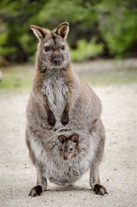 39 Best Tasmanian Wallabies Images On Pinterest Australian Animals