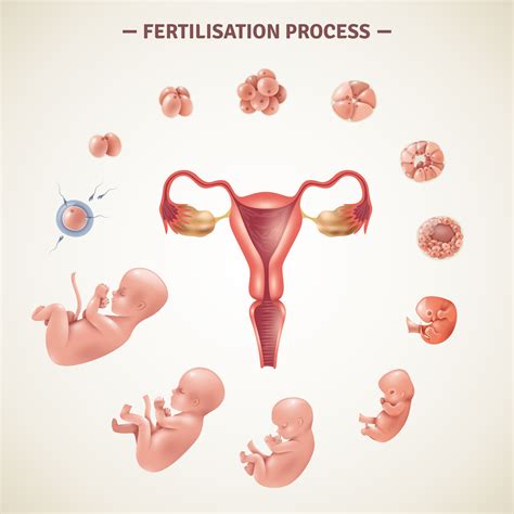 Human Fertilization Process Poster Vector Art At Vecteezy