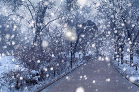 Beautiful Snowfall In Winter Park Stock Image Image Of City Frost
