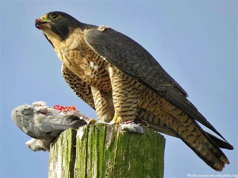 Interesting Facts About Falcons Just Fun Facts