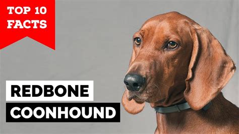 Redbone Coonhound Top 10 Facts Youtube