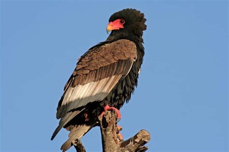Top 9 African Eagles Eagle Species In South Africa Etc