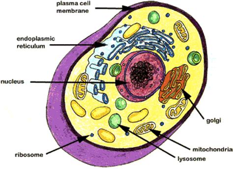 They contain structures like cilia, centrioles, flagella and lysosomes. Lysosomes Functions | Definition | Structure | Diagram