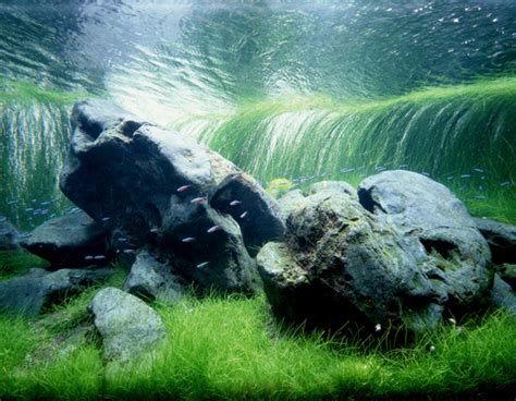 Nature Aquariums From Takashi Amano Homemydesign