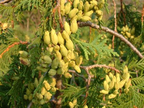 Thuja Occidentalis Northern White Cedar Arborvitae