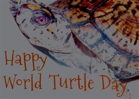 Pin By Kathy Fulkerson On Everything Turtles World Turtle Day Turtle