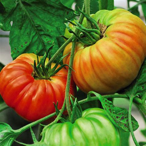 Tomato Gigantomo F1 Agm Seeds Quality Seeds From Sow Seeds Ltd