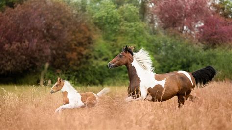 Brown White Horses Are Running In Wheat Field In Blur Nature Background