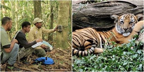 Malayan Tigers Expected To Go Extinct in 5-10 Years With Less Than 200