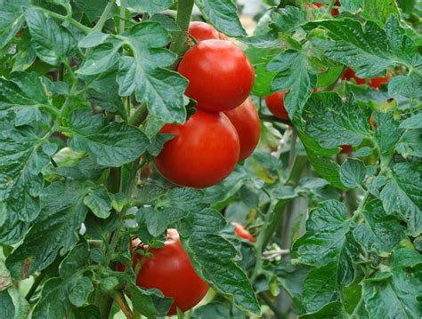 How To Grow A Tomato Plant Mycoffeepotorg