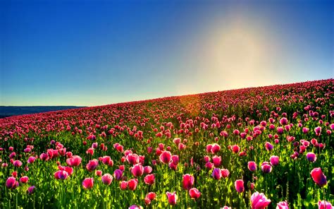 Tulips Wallpapers High Quality Download Free