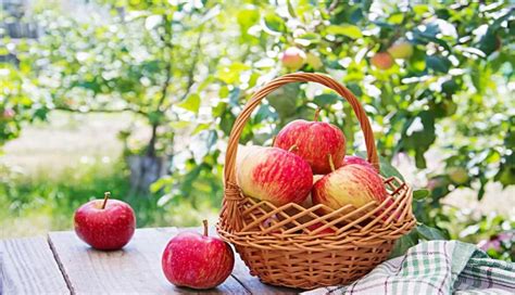 10 Impressive Health Benefits Of Apples