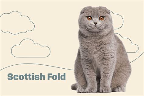 Scottish Fold Highland Fold Cat Breed Information And Characteristics