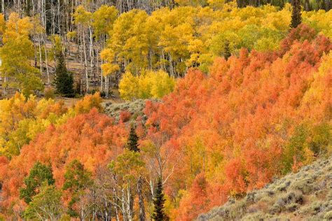 Best Time For Wyoming Fall Colors 2023 When To See Roveme