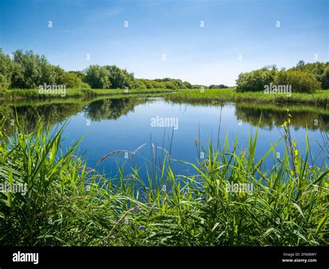 Wetlands Somerset Hi Res Stock Photography And Images Alamy