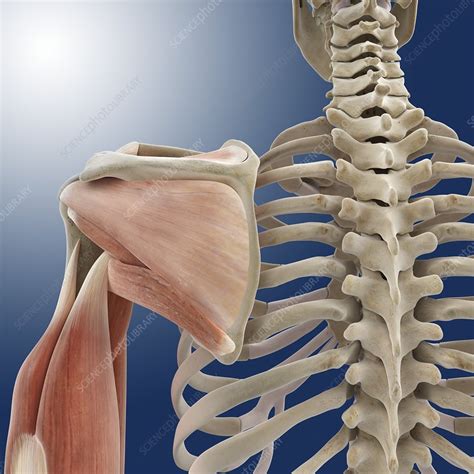 Shoulder And Arm Anatomy Artwork Stock Image C0200109 Science