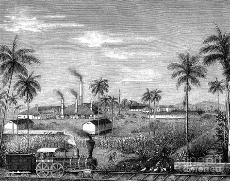19th Century Sugar Cane Plantation Photograph By Collection Abecasis