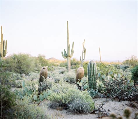 Desert Landscape By Stocksy Contributor Daniel Kim Photography