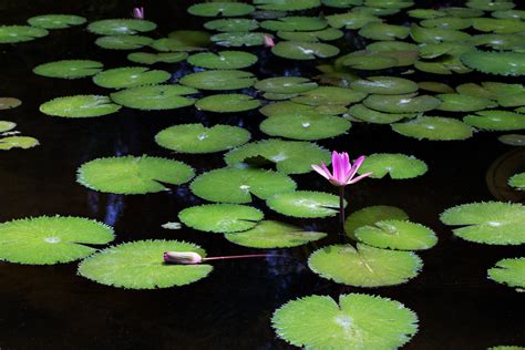Lily Pad Background ·① Wallpapertag