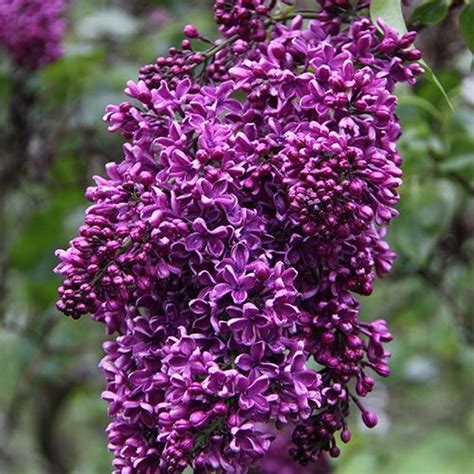 Deep Purple French Hybrid Lilac Michigan Bulb Lilac Lilac Bushes