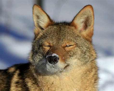Pin By Jim Ruddock On Coyote Coyote Animal Cute Animals Baby Animals