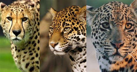 Difference Between Cheetah And Leopard And Jaguar And Panther
