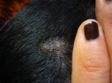 White Dry Spots On Dogs Skin