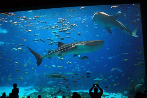Atlanta Aquarium Whale Sharks Whale Shark Fish Pet Whale