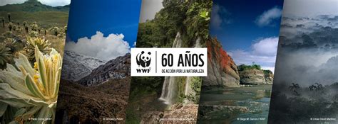 Wwf Cumple 60 Años De Impacto En La Conservación Y Pide Que Se Actúe