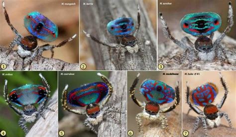 descubren en australia siete especies nuevas de las ‘arañas más bonitas del mundo