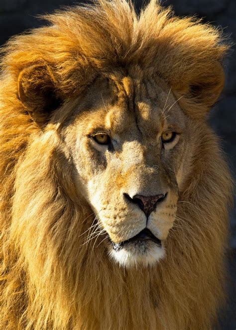 Lion Head Stock Image Image Of Noble Africa Creature 22489135